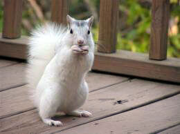 White Squirrel picture #1