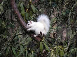 White Squirrel picture #3