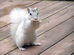 White Squirrel picture #5