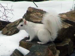 White Squirrel picture #2