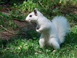 White Squirrel picture #4
