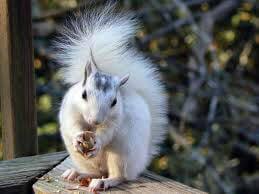 White Squirrel picture #6