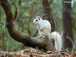 White Squirrel picture #8