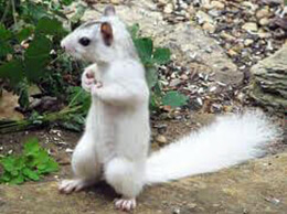 White Squirrel picture #7